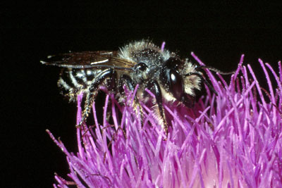 Leaf-cutter bee