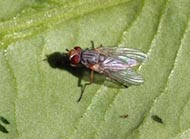 Spinach leafminer