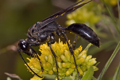 Steele-blue cricket hunter
