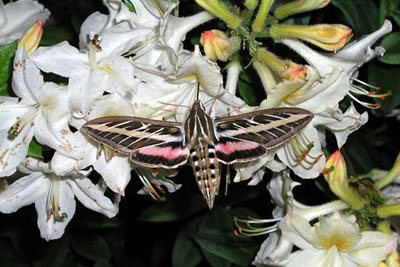 sphinx moths nhptv attract curtis bugwood