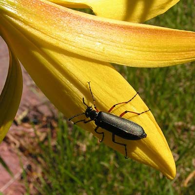 Blister beetles