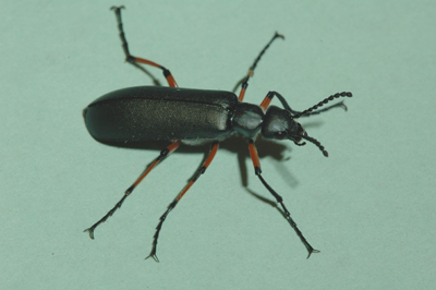 Blister beetles