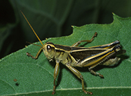 Two striped grasshopper