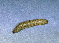 Variegated cutworm