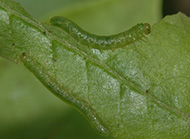 Azalea sawflies
