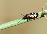 Common asparagus beetle