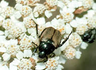 False Japanese beetle