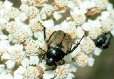 False Japanese beetle