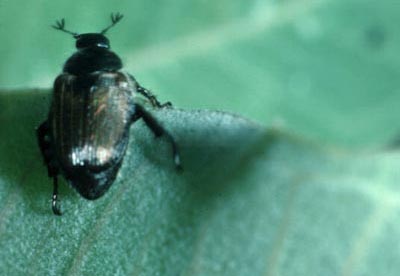 False Japanese beetle