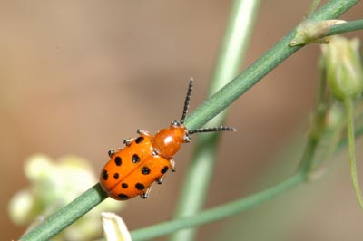 Spotted asparagus beetle