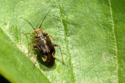 Tarnished plant bug