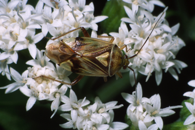 Tarnished plant bug