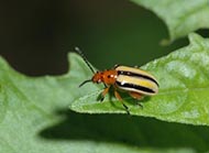 Three-lined potato beetle