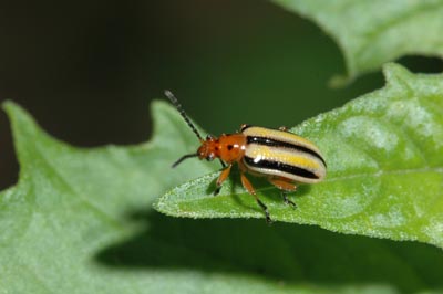 Three-lined potato beetle