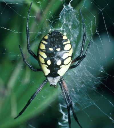 Black and yellow argiope spider