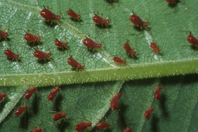 Brown ambrosia aphid