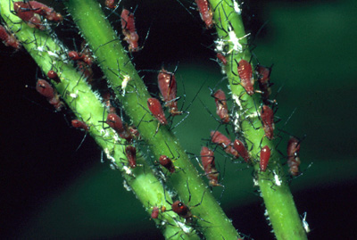 Brown ambrosia aphid