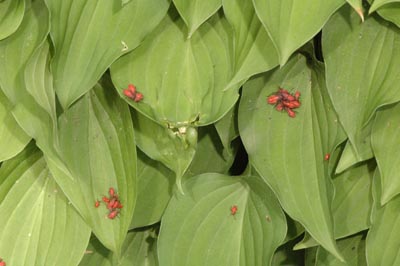 Boxelder bug