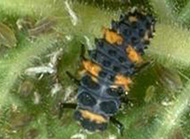 Convergent lady beetle larva