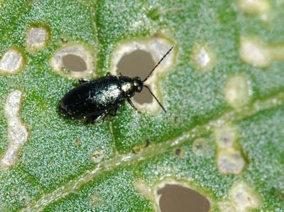 Crucifer flea beetle