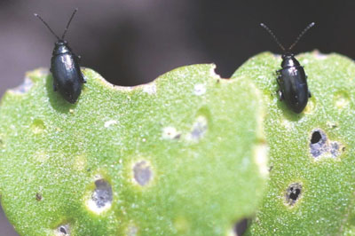 Crucifer flea beetle