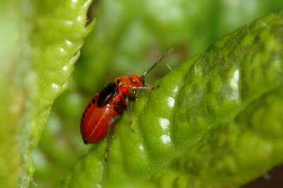 Fourlined plant bug