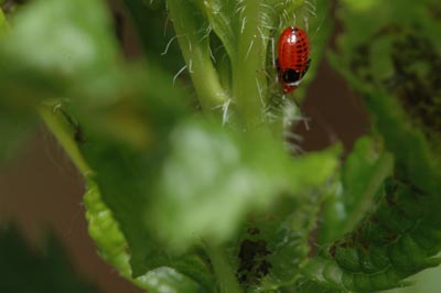 Fourlined plant bug