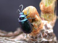 Grape flea beetle