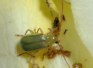 Northern corn rootworm