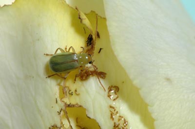 Northern corn rootworm