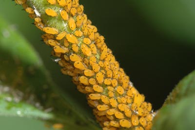 Oleander aphid