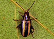 Palestriped flea beetle