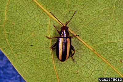 Palestriped flea beetle
