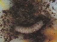 Plum curculio larva
