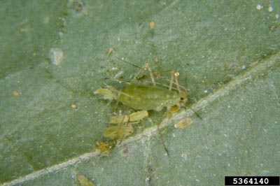 Potato aphid