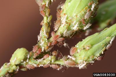 Potato aphid