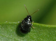 Potato flea beetle