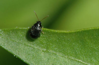 Potato flea beetle