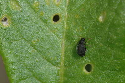 Potato flea beetle