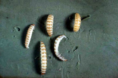 Raspberry fruitworm larva