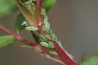 Rose aphid