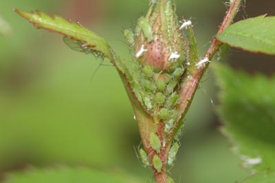 Rose aphid