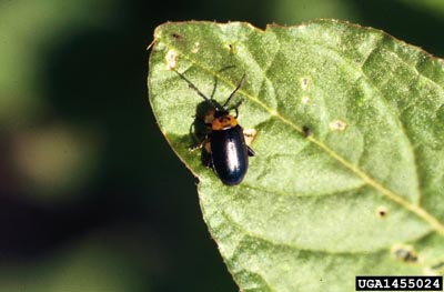 Spinach flea beetle