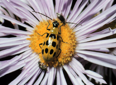 Spotted cucumber beetle