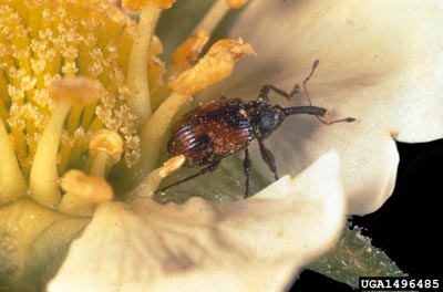 Strawberry bud weevil