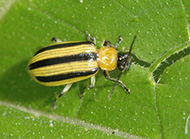 Striped cucmber beetle