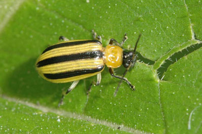 Striped cucumber beetle.