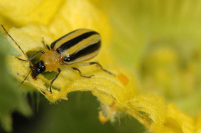 Striped cucumber beetle.