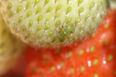 Tarnished plant bug