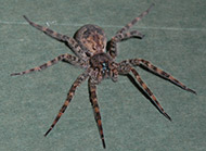 Dark fishing spider